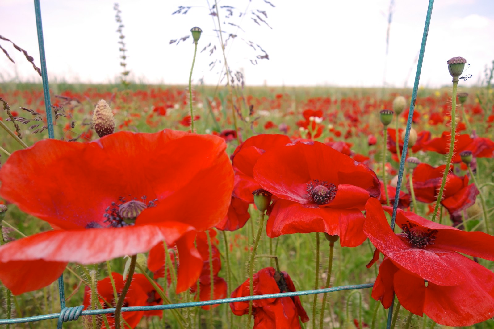 Remembrance Day